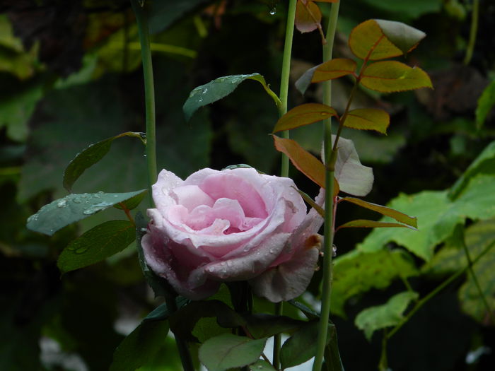 DSCN9023 - SEPTEMBRIE_2_2014