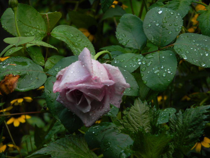 DSCN9024 - SEPTEMBRIE_2_2014