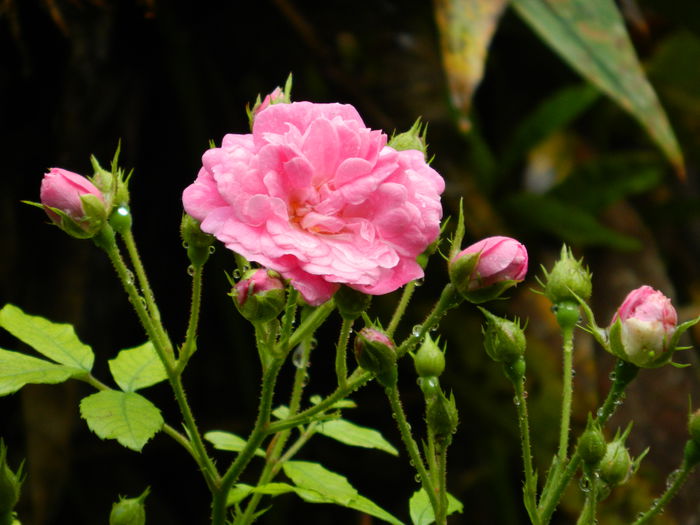 DSCN9027 - SEPTEMBRIE_2_2014