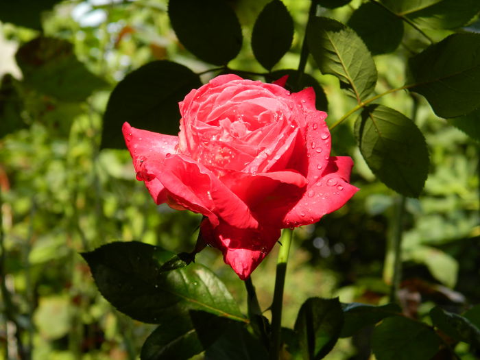 DSCN9033 - SEPTEMBRIE_2_2014