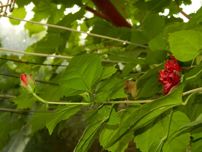 DSCN9048 - SEPTEMBRIE_2_2014