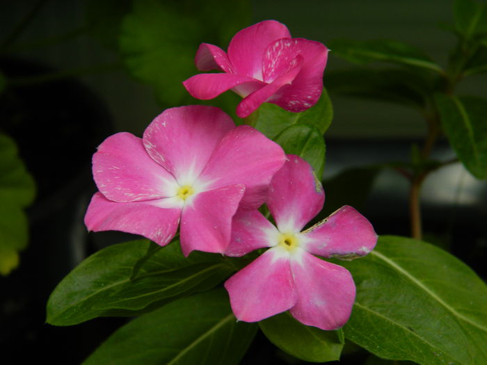 DSCN9078 - SEPTEMBRIE_2_2014