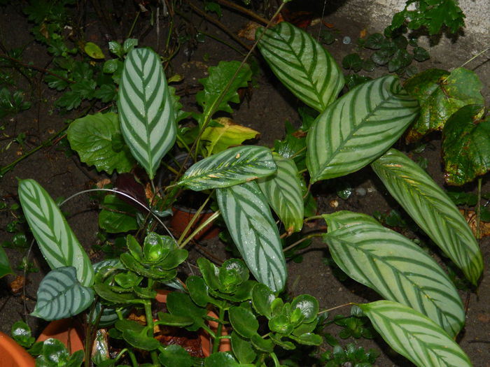 DSCN9080 - SEPTEMBRIE_2_2014