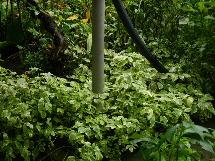 DSCN9082 - SEPTEMBRIE_2_2014