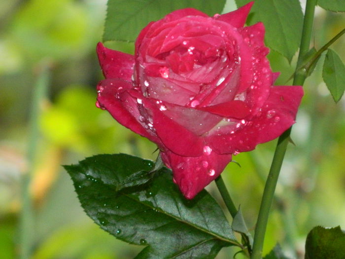 DSCN9084 - SEPTEMBRIE_2_2014