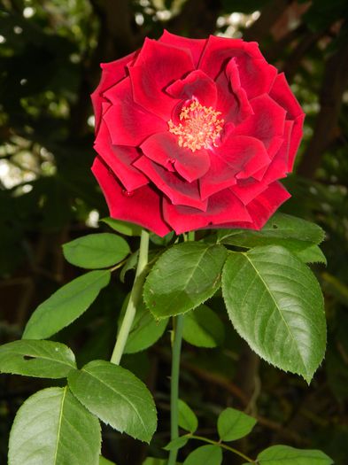 DSCN9089 - SEPTEMBRIE_2_2014