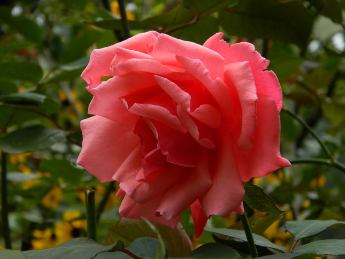 DSCN9090 - SEPTEMBRIE_2_2014