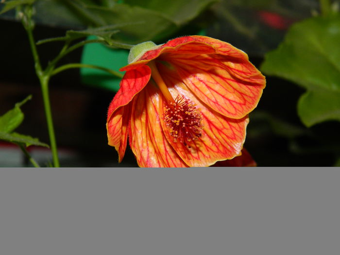 DSCN9018 defectiune sunphoto - SEPTEMBRIE_2_2014