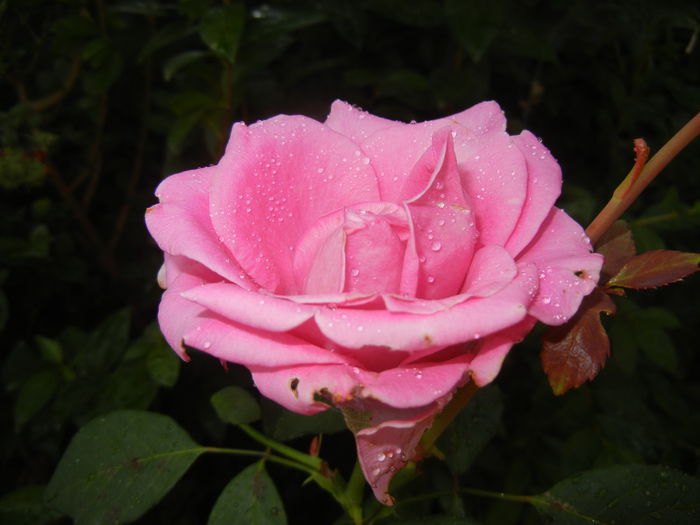 Rose Pink Peace (2014, Sep.12) - Rose Pink Peace
