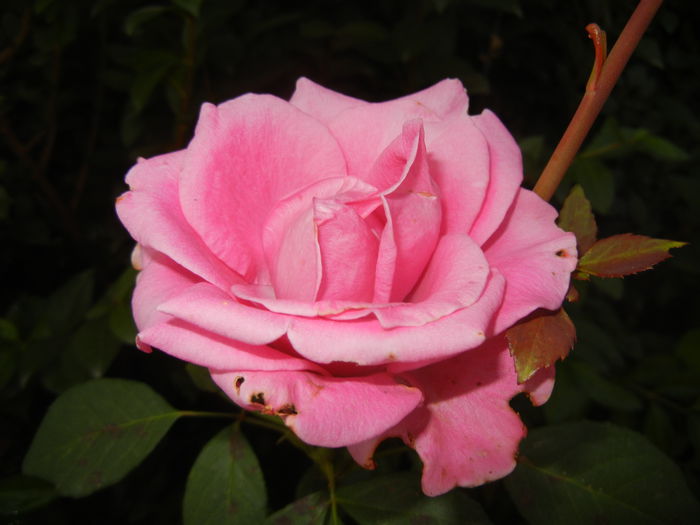 Rose Pink Peace (2014, Sep.13)