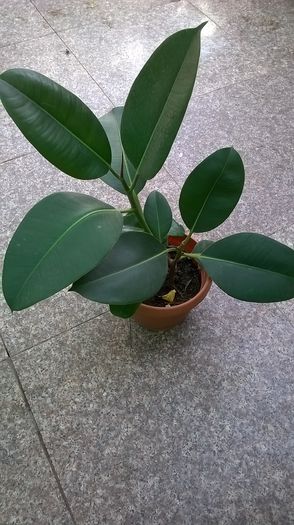 ficus - oferte pt schimb