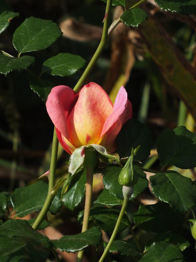 09.09.2014b - Christopher Marlowe