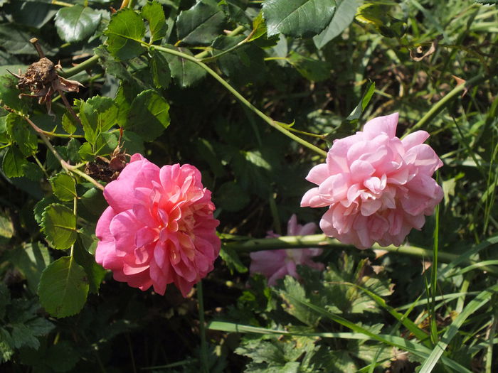 09.09.2014c - Christopher Marlowe