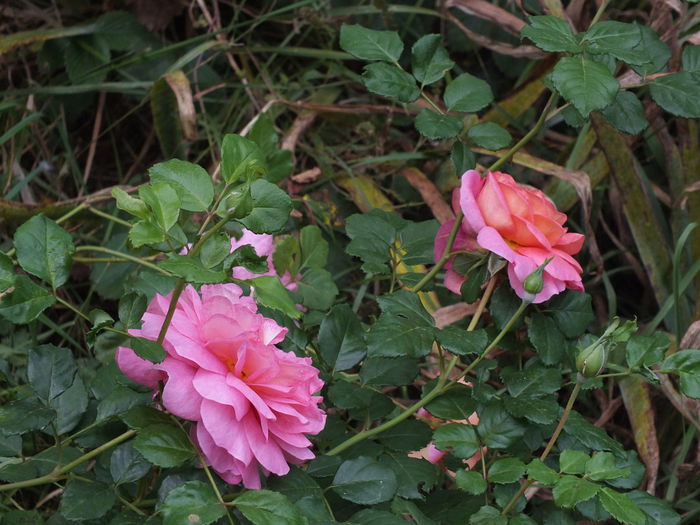 10.09.2014a - Christopher Marlowe