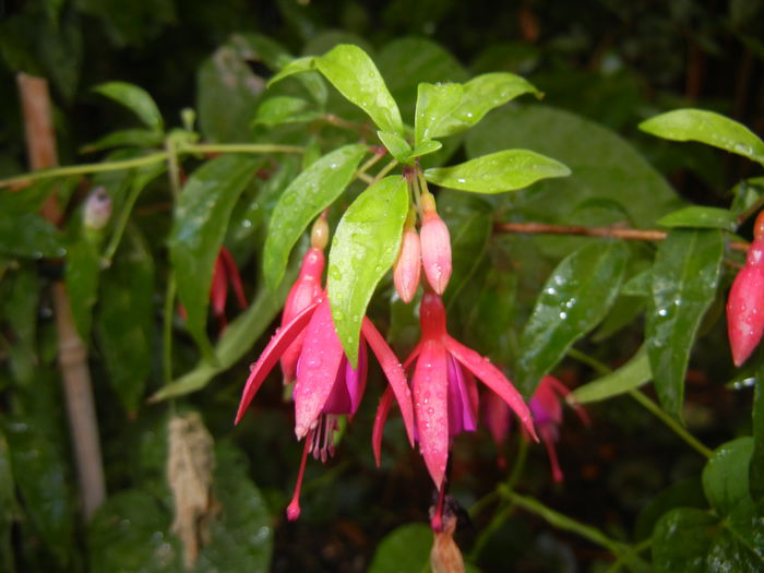 Fuchsia magellanica Gracilis (`14, Sep.12) - Fuchsia magellanica Gracilis