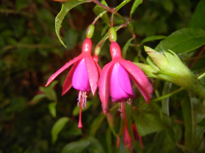 Fuchsia magellanica Gracilis (`14, Sep.13)