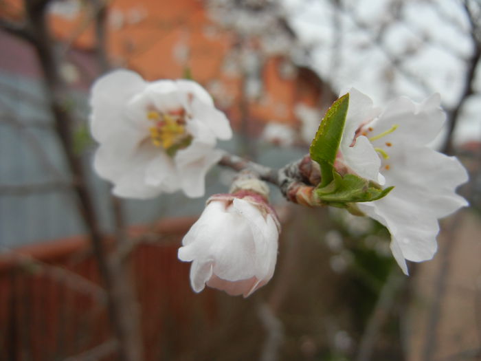 Almond Blossom (2013, April 09) - Almond Tree_Migdal