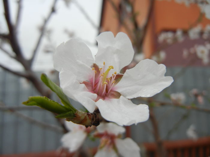 Almond Blossom (2013, April 09) - Almond Tree_Migdal