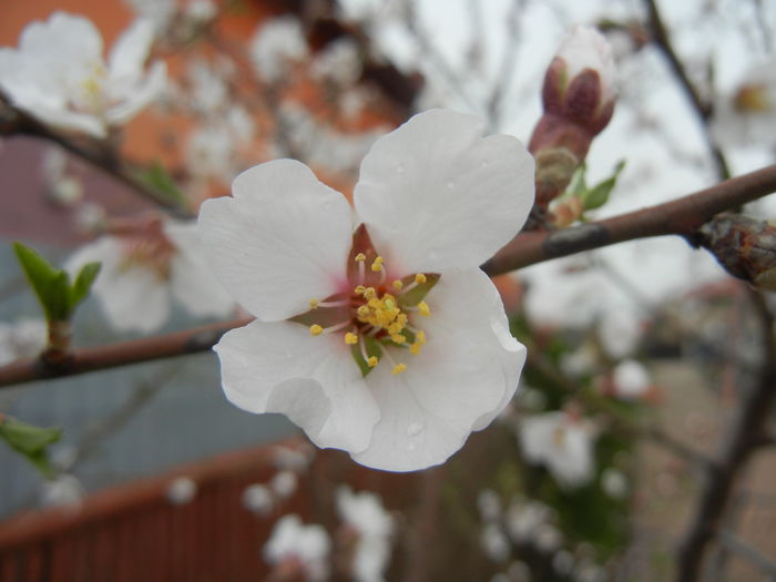 Almond Blossom (2013, April 09) - Almond Tree_Migdal