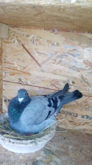 10706452_710432192377220_1862381492_n