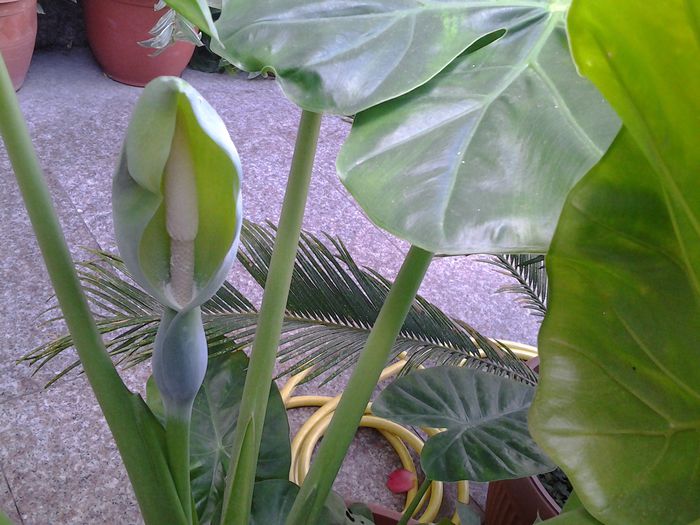 floare colocazie - plante verzi decorative frunza - aurelia44