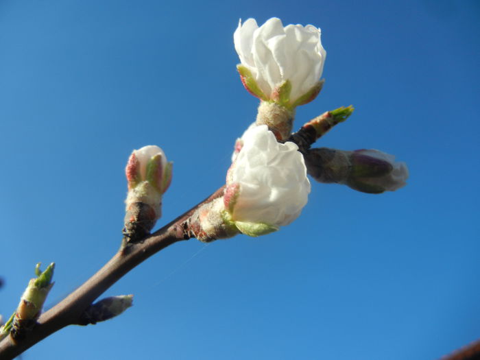 Almond Blossom (2014, March 20) - Almond Tree_Migdal