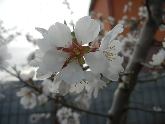 Almond Blossom (2014, March 24) - Almond Tree_Migdal