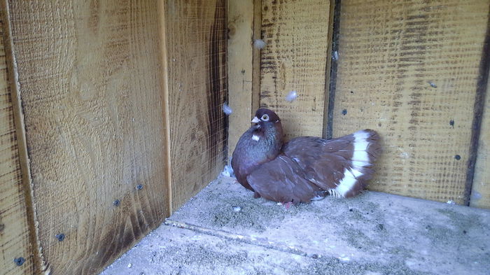 20140829_102206 - CASTANII DE CRAIOVA