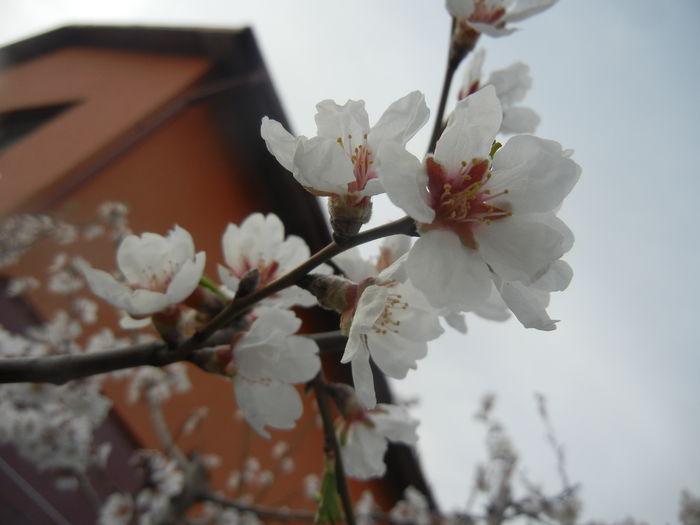 Almond Blossom (2014, March 24) - Almond Tree_Migdal