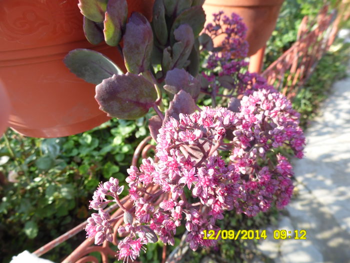 SEDUM SIEBOLDII