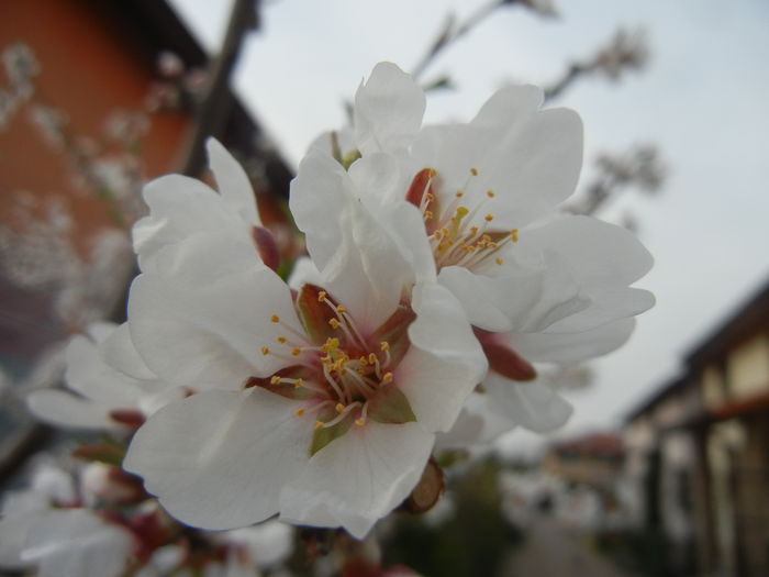 Almond Blossom (2014, March 24) - Almond Tree_Migdal