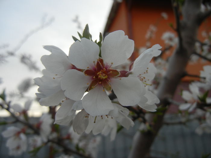 Almond Blossom (2014, March 26) - Almond Tree_Migdal