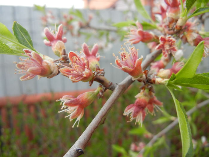 Almond Tree. Migdal (2014, April 01)