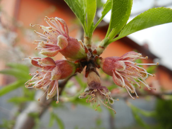 Almond Tree. Migdal (2014, April 01)