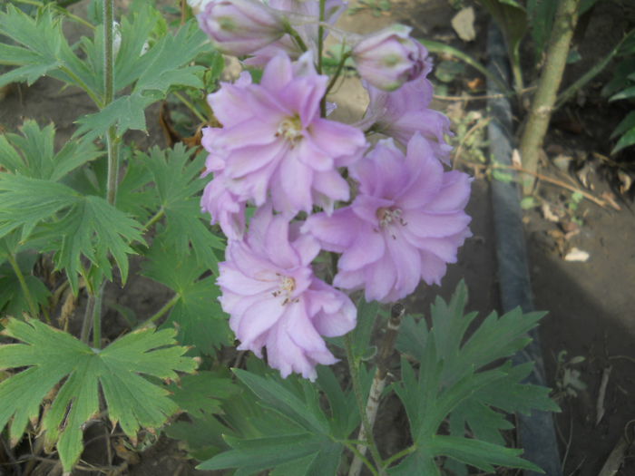 delphinium roz - gradina flori 2014-2