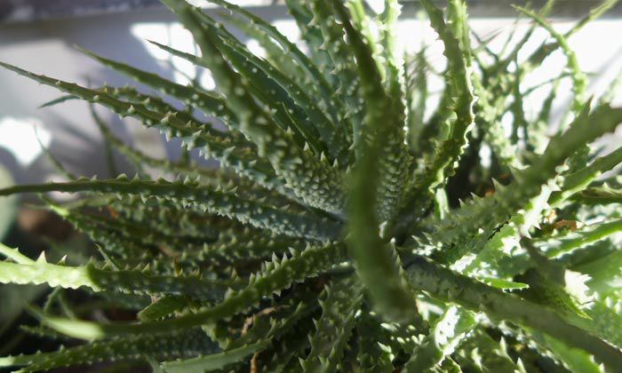 A.humilis2012 - Aloe