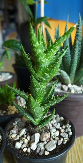 Aloe juvenna.2014; (Mulţumiri, andreiandrei.sunphoto.ro)
