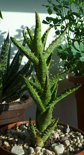 A.juvenna.2014 - Aloe