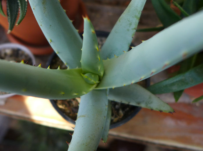 A.claviflora.2012 - Aloe