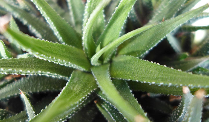 H.attenuata.2012 - Haworthia