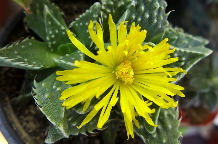 Faucaria inflorita 2013 - Faucaria