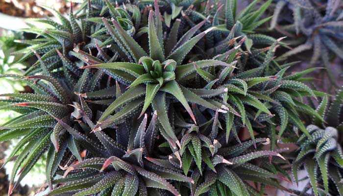 H.attenuata 2013 - Haworthia