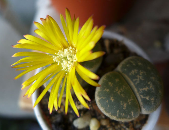 Lithops inflorit nov.2013