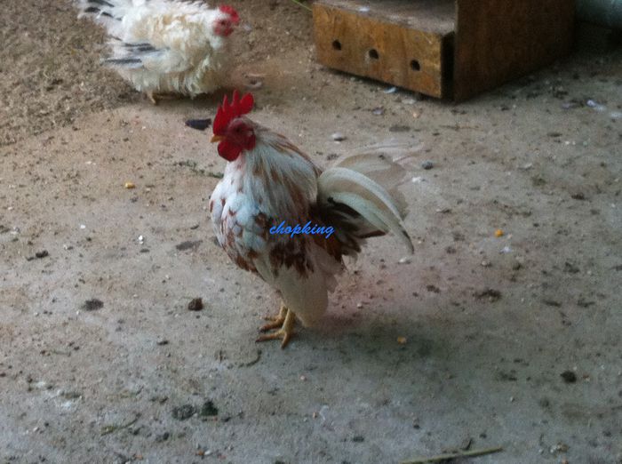 2014-07-26 12.29.36 - 1--serama