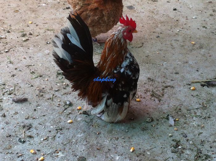 2014-07-26 12.29.54 - 1--serama