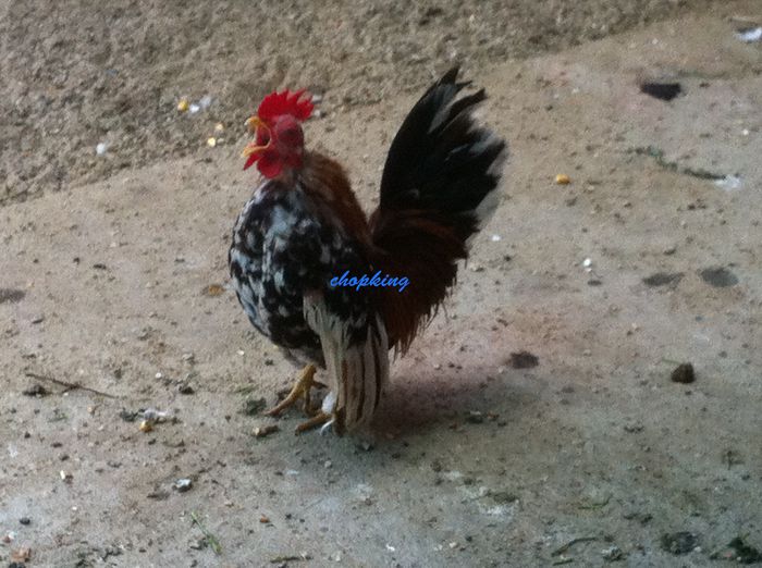 2014-07-26 12.30.39 - 1--serama