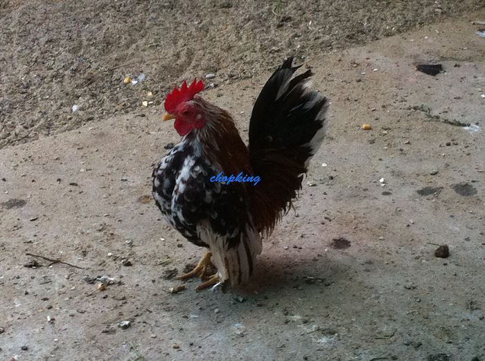 2014-07-26 12.30.41 - 1--serama