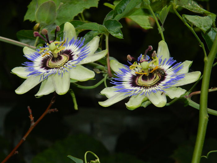 DSCN8563 - PASSIFLORA_2014