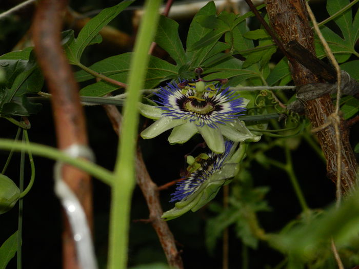 DSCN8610 - PASSIFLORA_2014