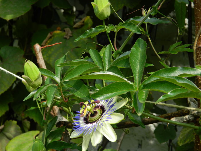 DSCN8634 - PASSIFLORA_2014